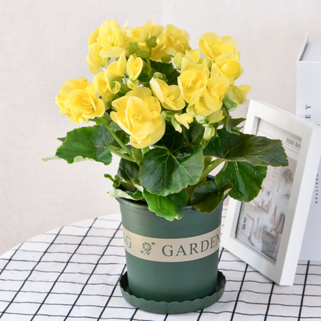 O1CN01wk3zXz2IAiXA17TRF_!!1715449246.jpg_400x400.jpg O1CN01wk3zXz2IAiXA17TRF_!!1715449246.jpg_400x400.jpg