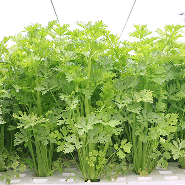 IMG_4175.jpg IMG_4175.jpg