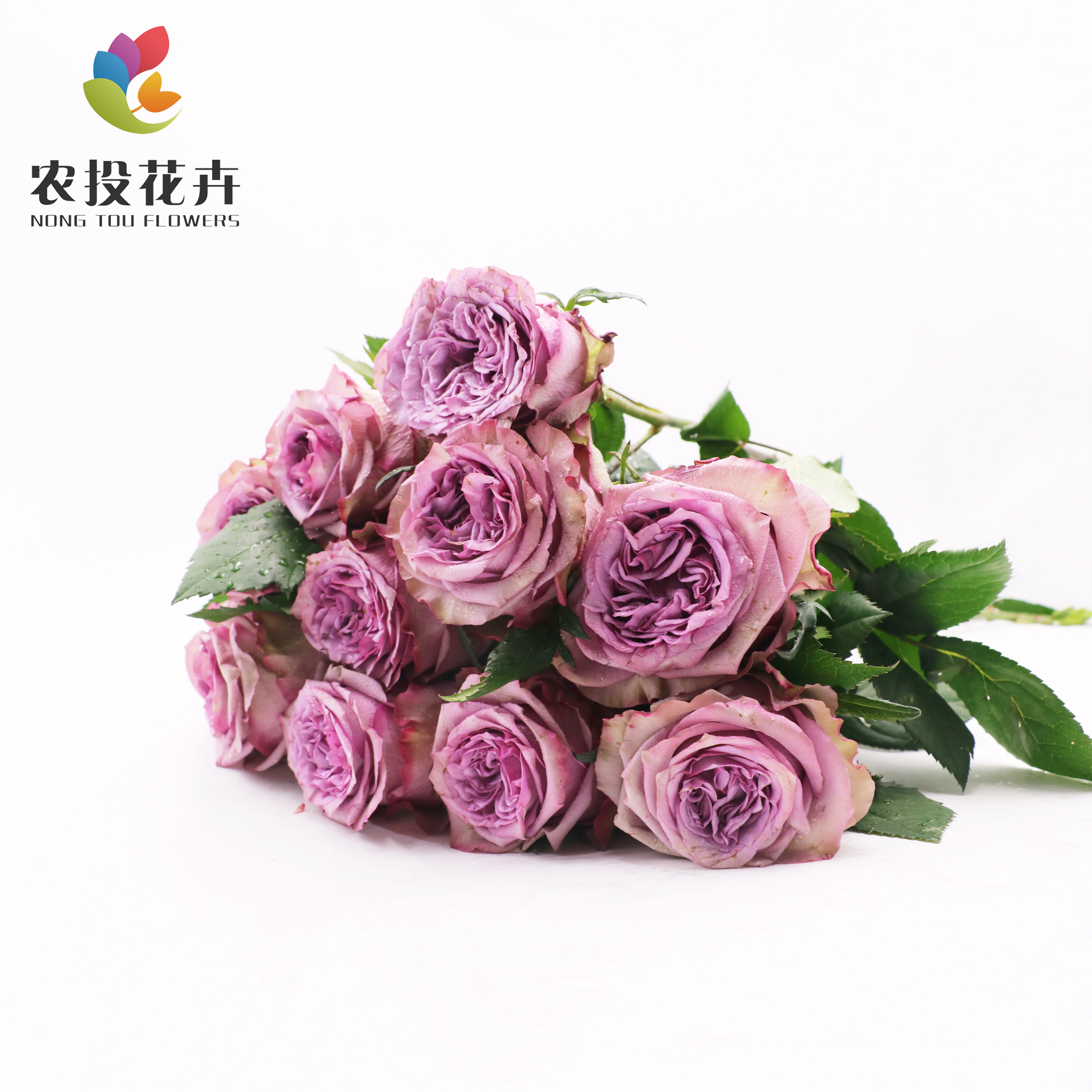 多洛塔.jpg 多洛塔.jpg