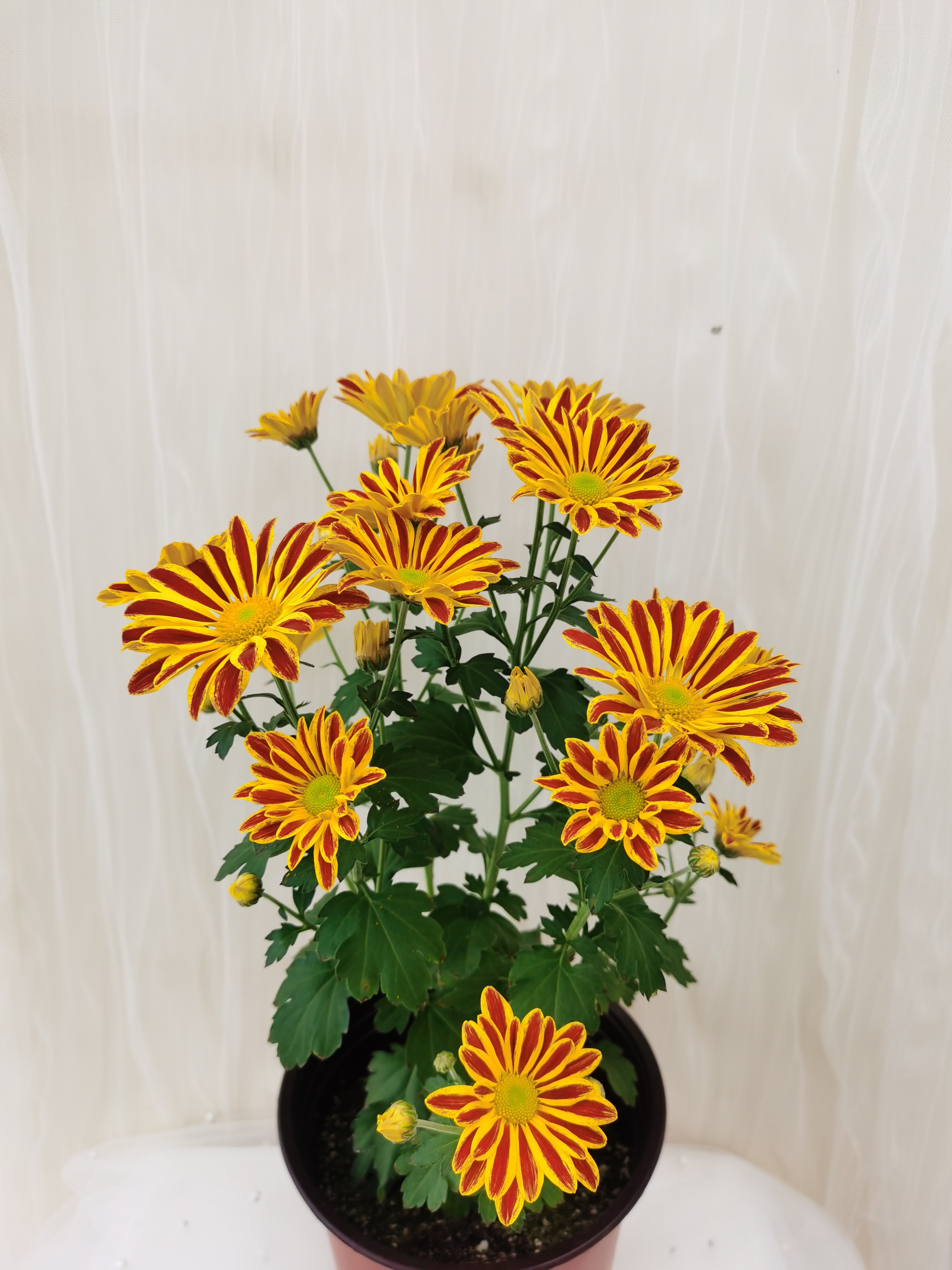 烟花红(盆栽菊).jpg 烟花红(盆栽菊).jpg