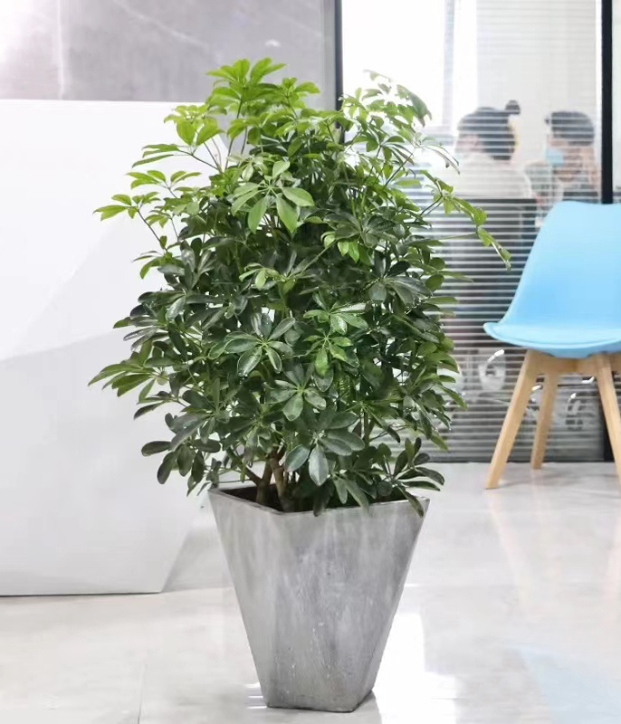 鸭脚木.jpg 鸭脚木.jpg